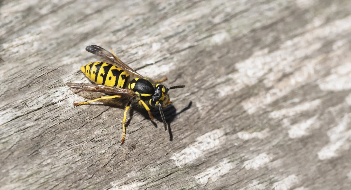 yellow jacket wasp on wood