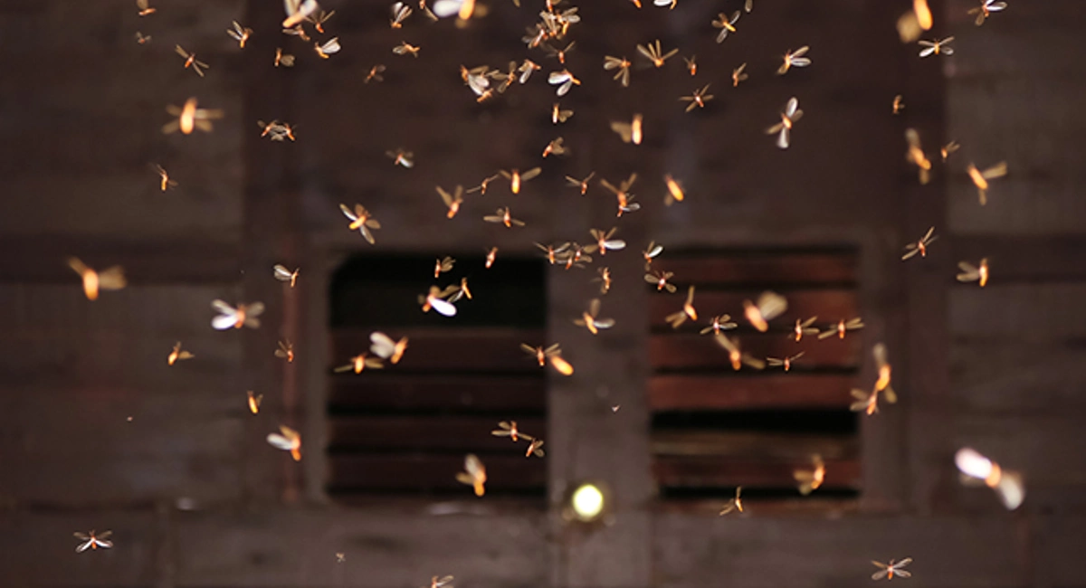 swarmers flying around