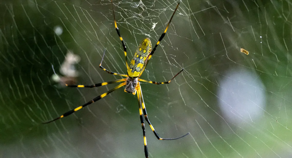 joro spider web