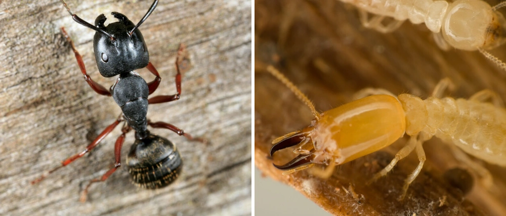 Termite and ant side by side