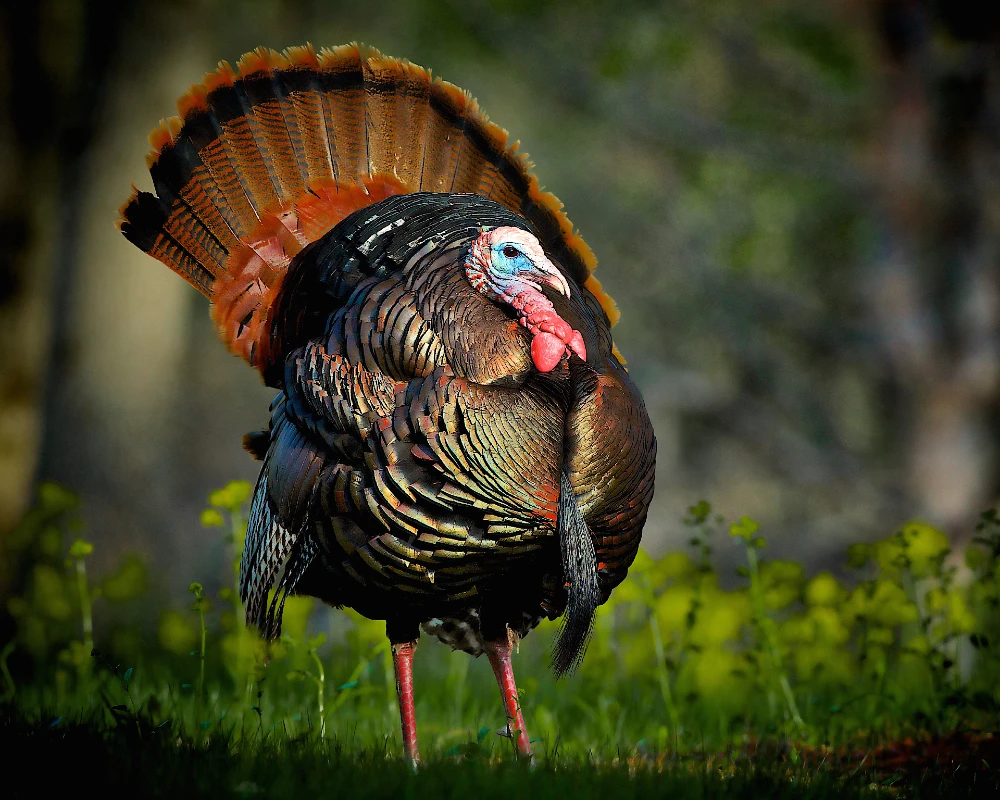 Closeup of a turkey
