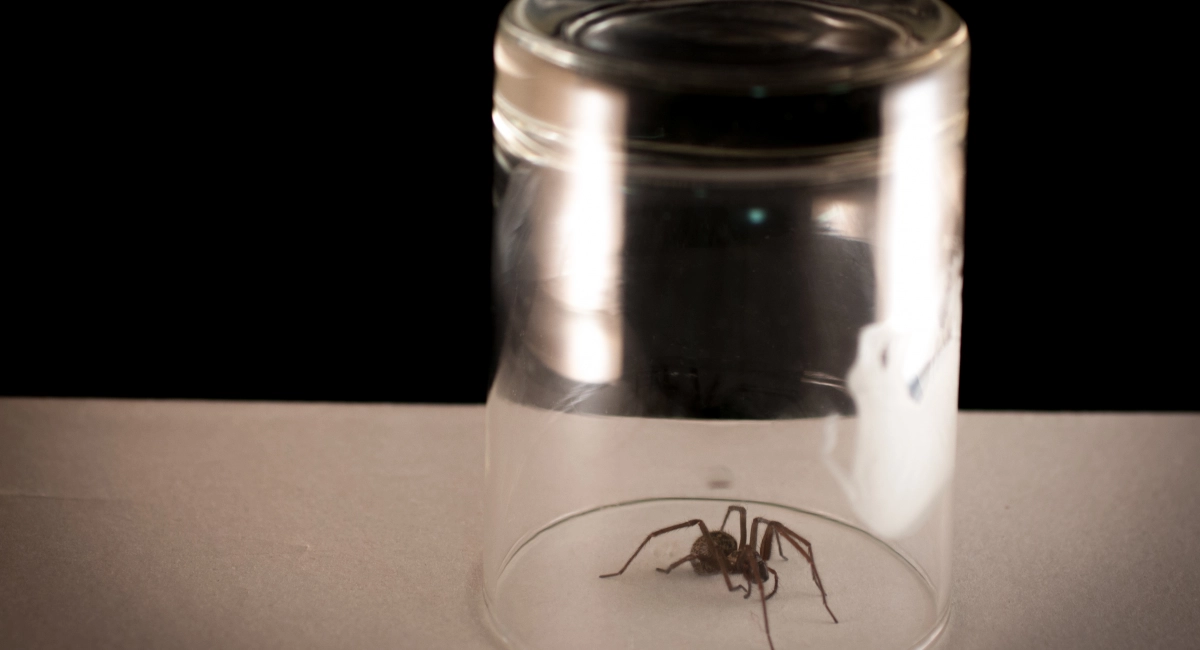 Spider trapped in a glass with paper underneath, so it can be safely released outside