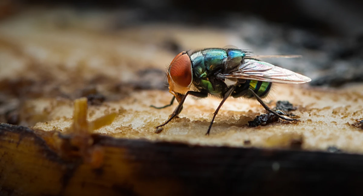 A green housefly sucking banana meat