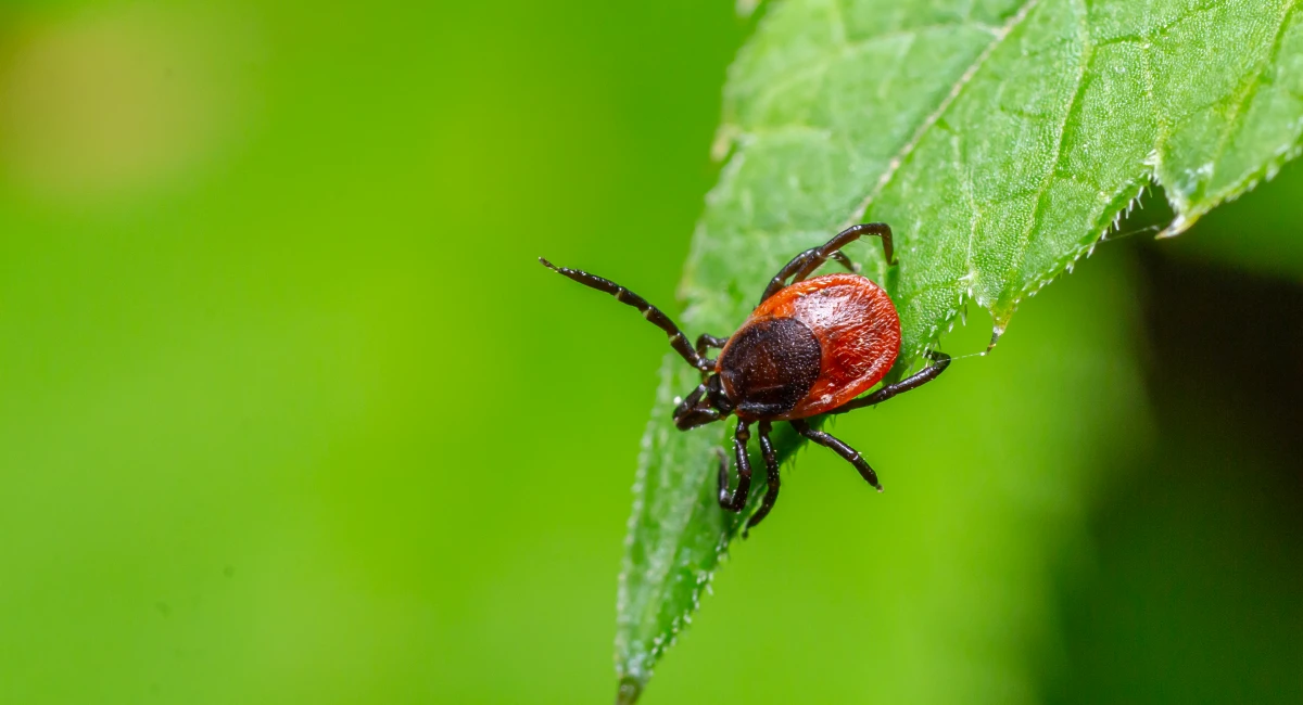 Tick on the tip of a leaf, waiting to latch onto a human or animal.