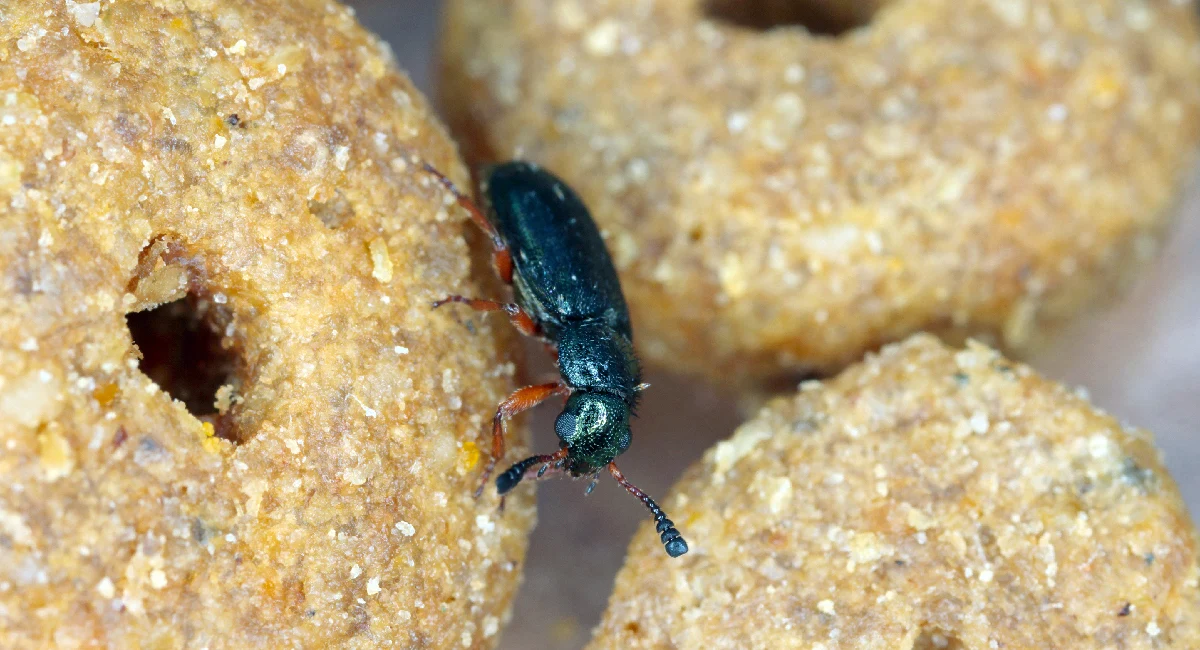 Red legged ham beetle in dog food
