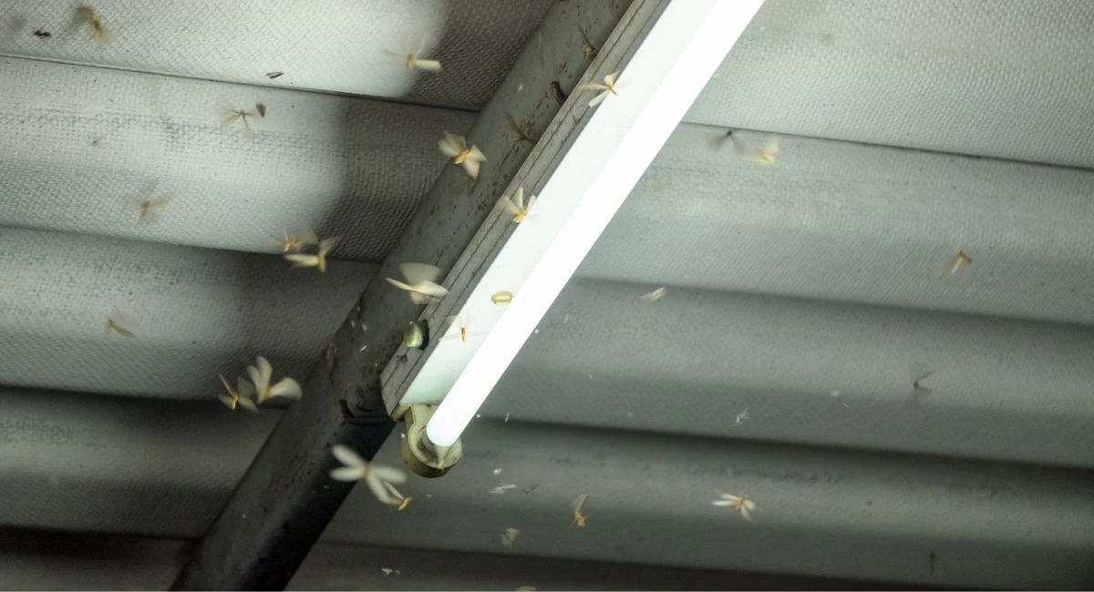 flying termites around ceiling light