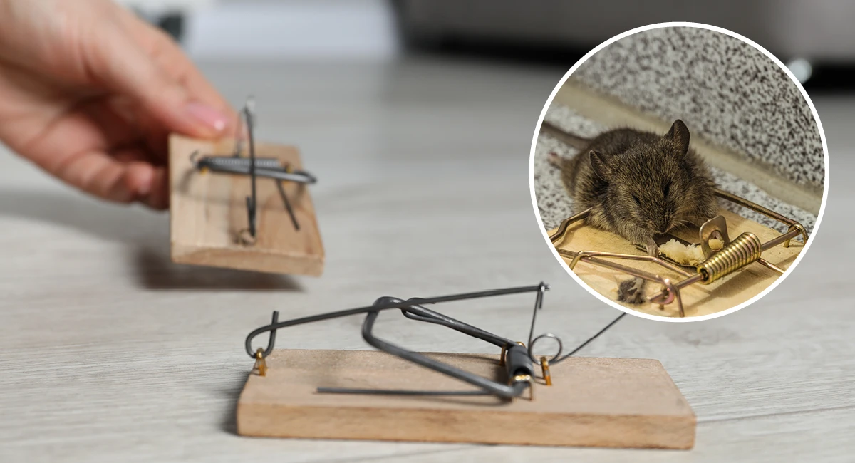 Mouse trap
