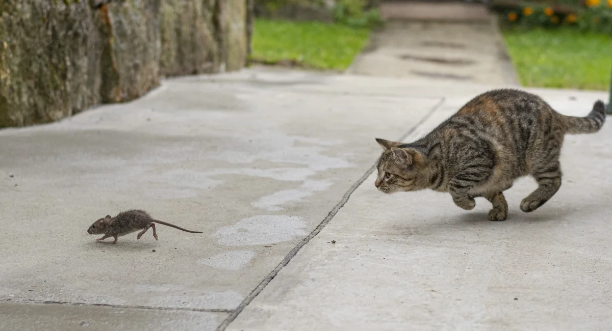 Grey striped cat hunting mouse 