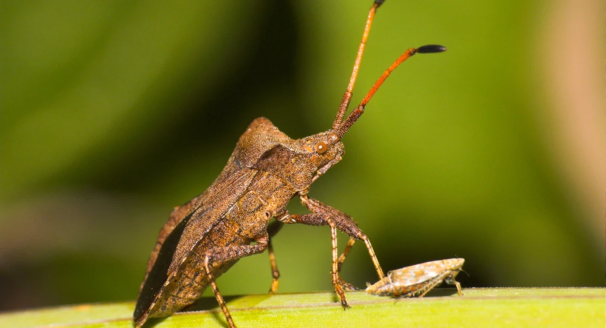 Squash bug on leaf