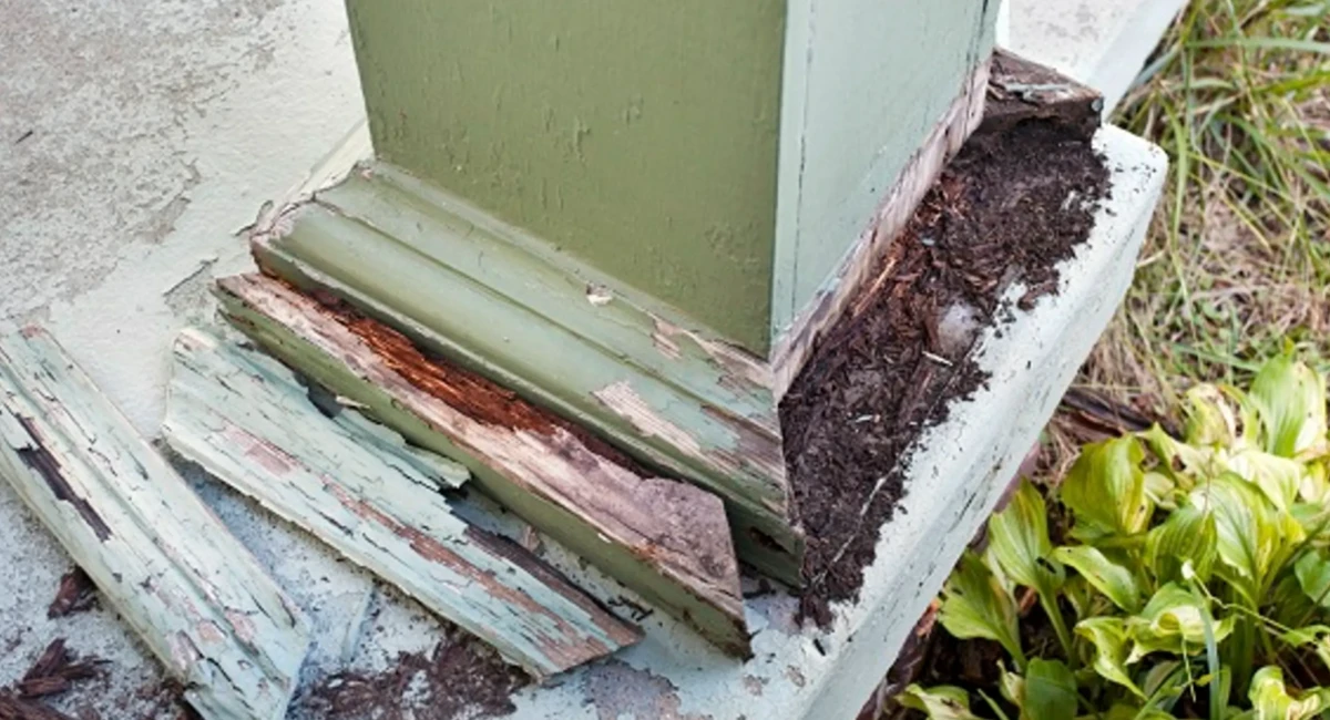 Termite damage on outside house 