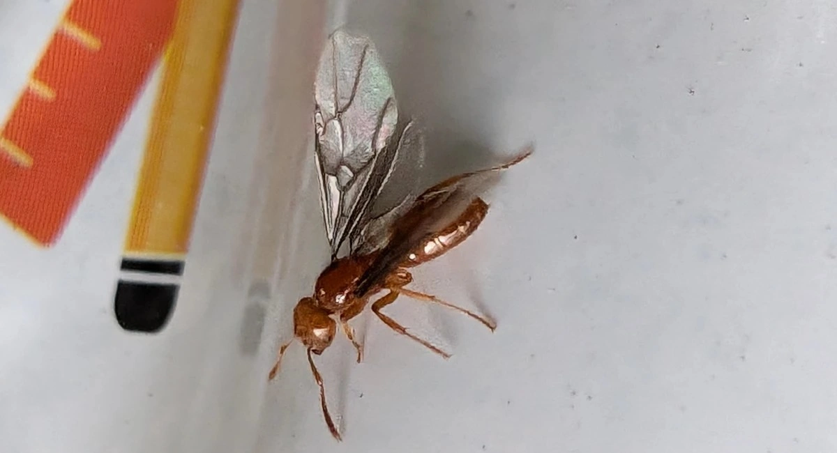 Citronella Ant close up