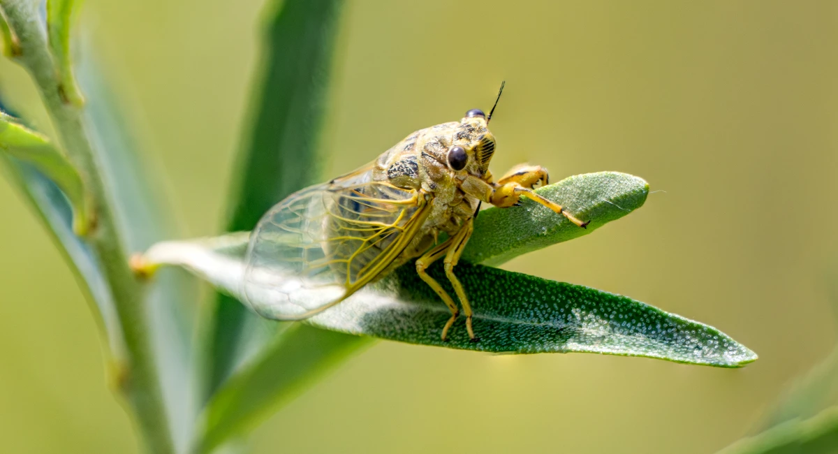 An example of a hemiptera: A cicada sitting on a leaf