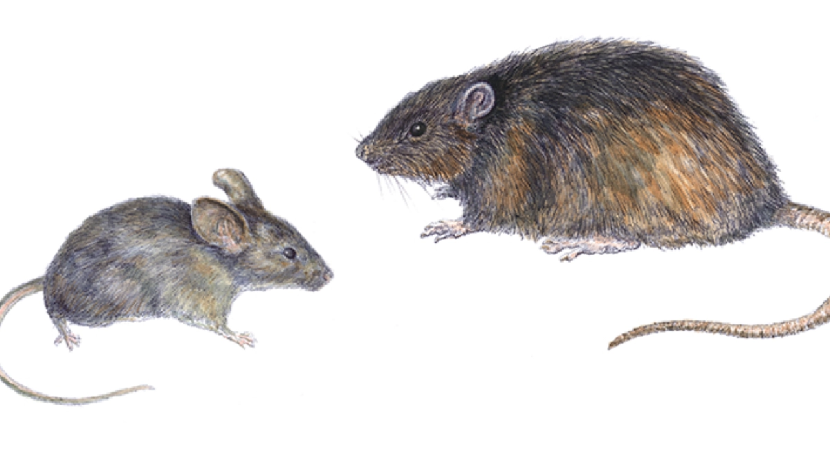 Mouse vs rat 