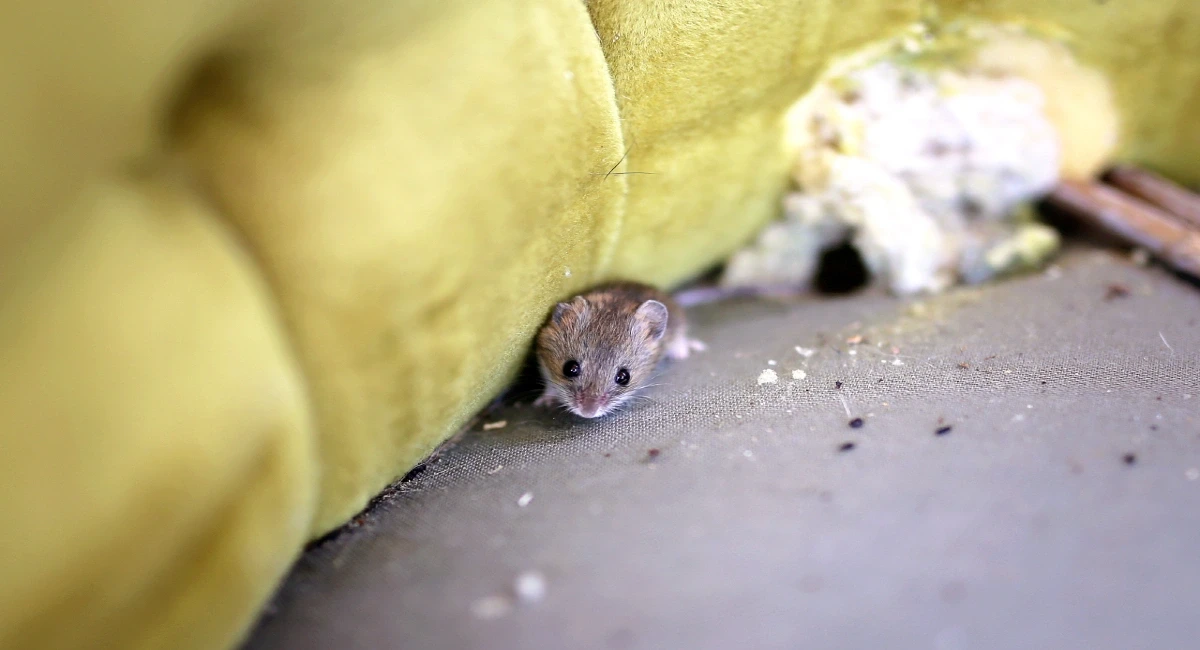 mouse chewed through furniture 