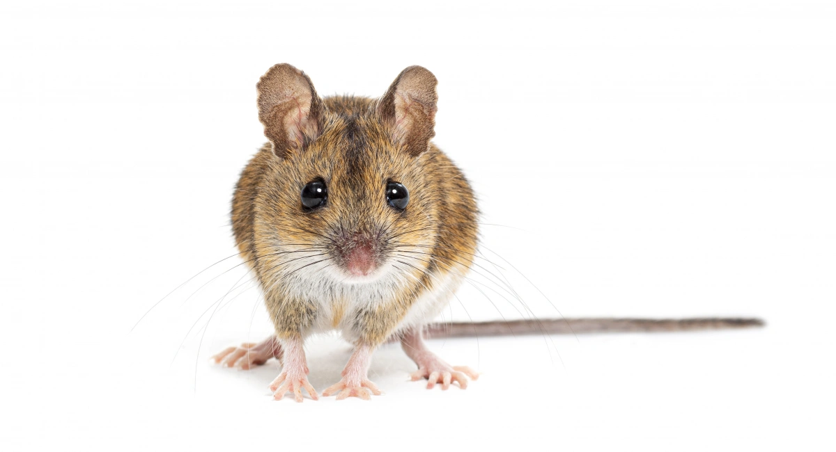Wood mouse