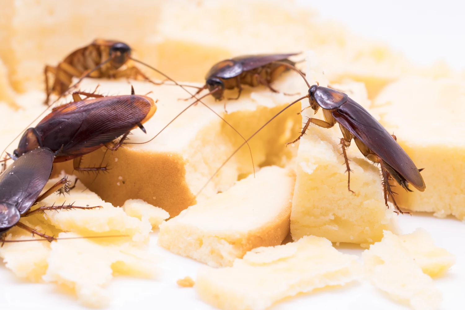 Cockroaches climbing on a block of cheese