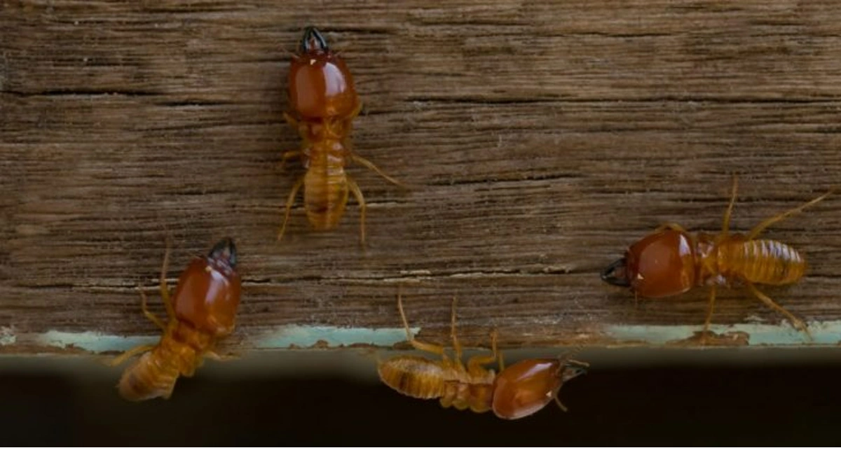Termites crawling on wood