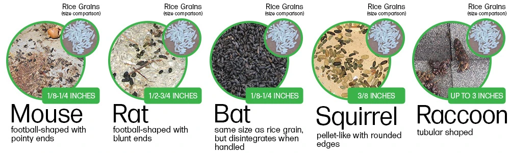 Comparison of different animal droppings 