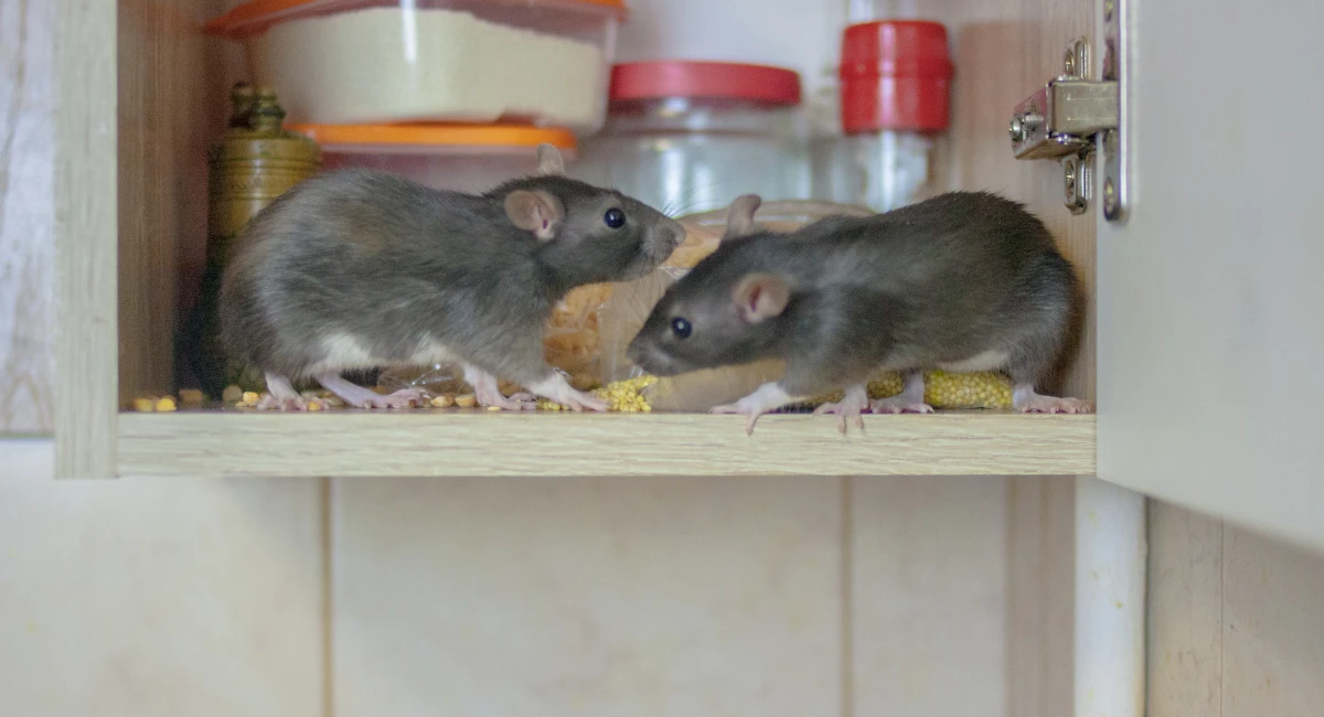 Mice each dried food in a kitchen cabinet