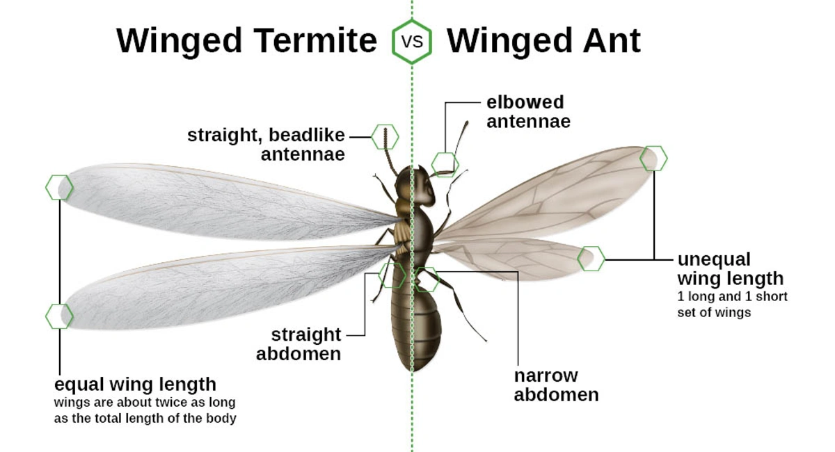 differences between winged termite and winged ant infographic 