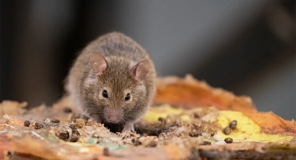 brown mouse eating scraps 