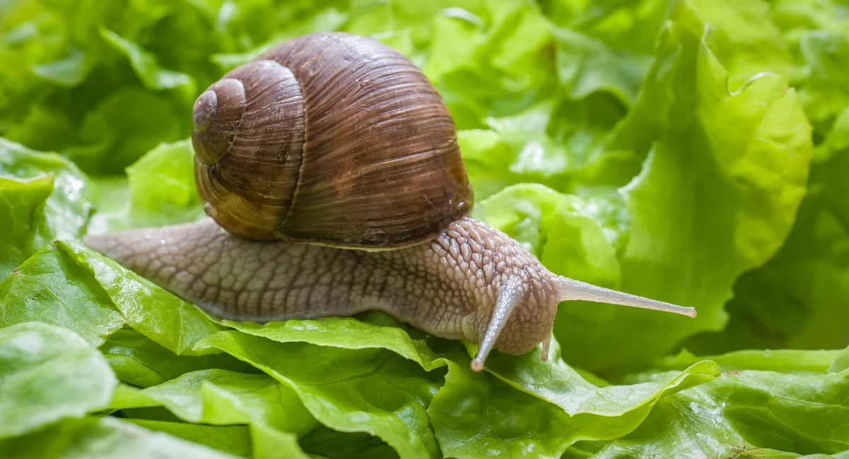 snail eating lettuce