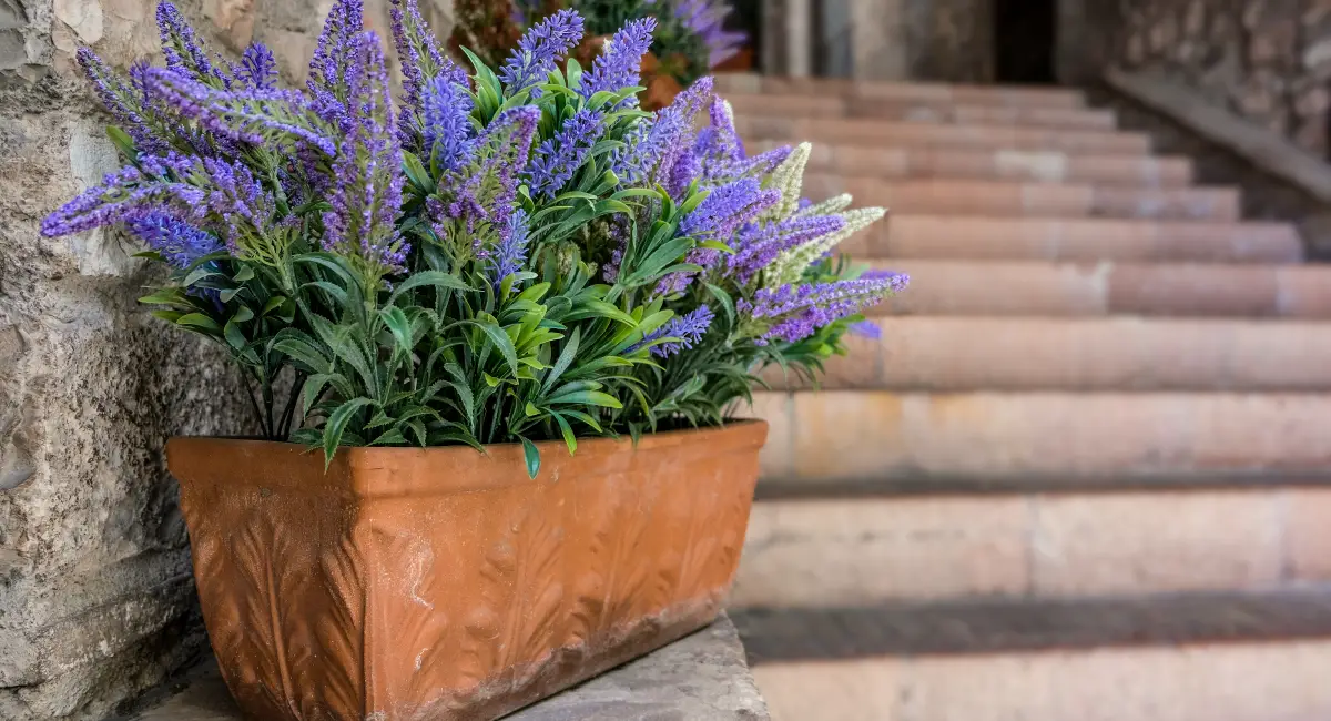 lavender flowers in planter outside house 