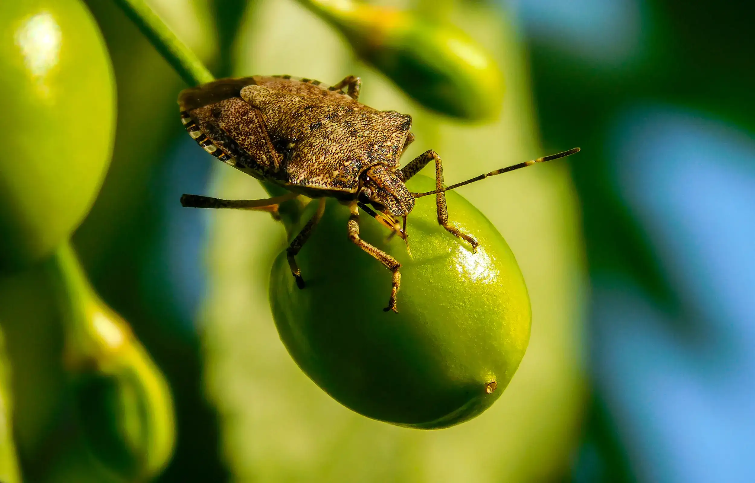 Brown marmorated stink bug on unripe cherry