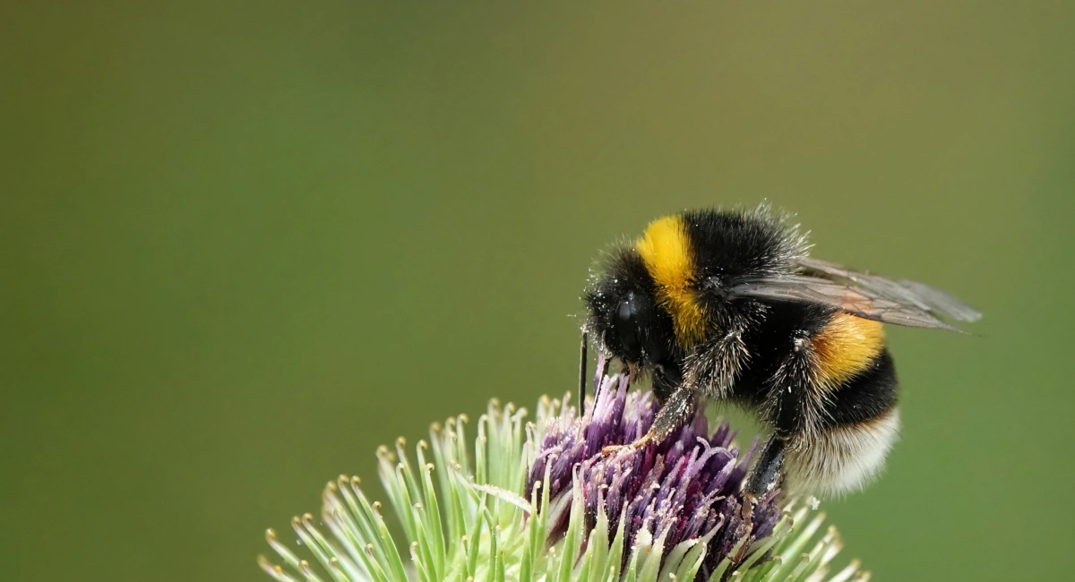 Bumble bee on a flower