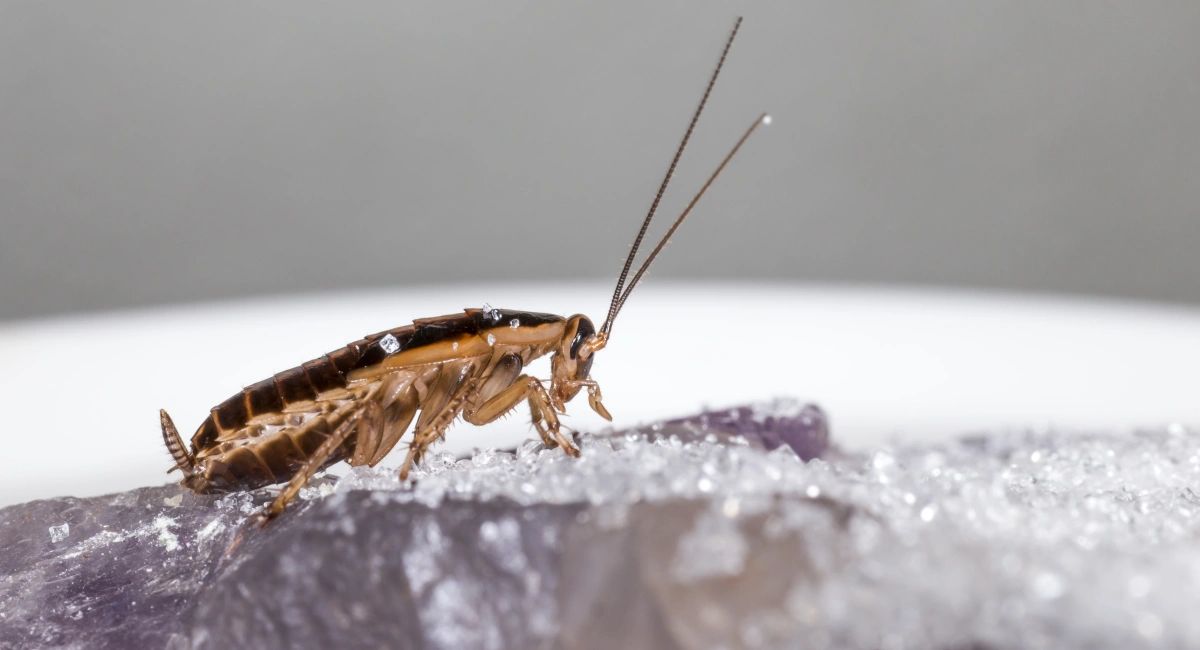 German Cockroach eating sugar