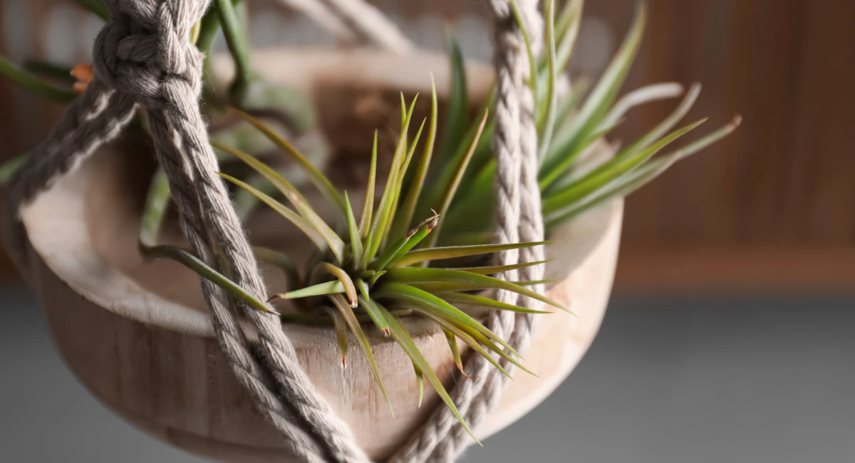 Tillandsia plant hanging wooden pot