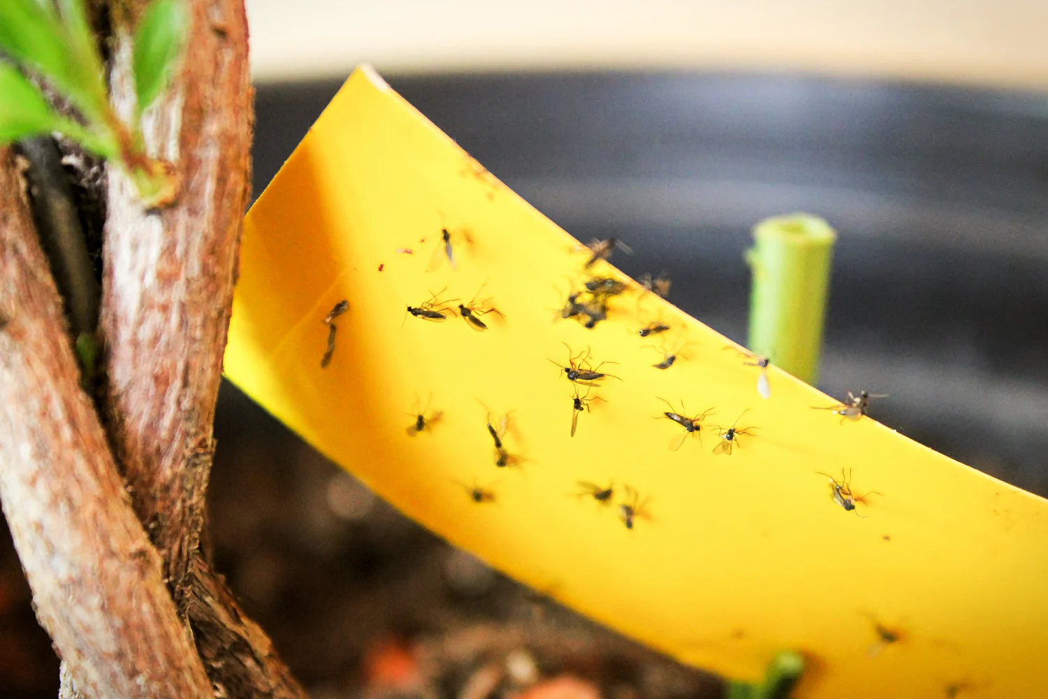 fungus gnat close up