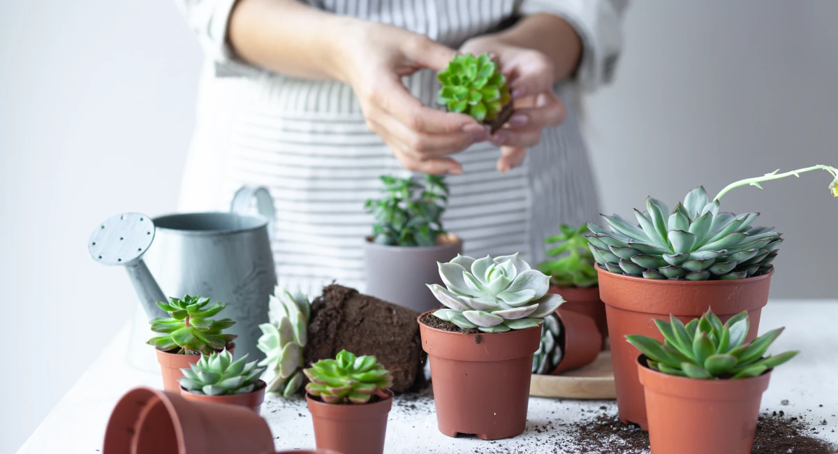 Woman planting cacti