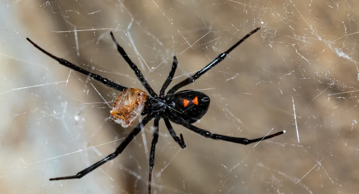 A black widow spider
