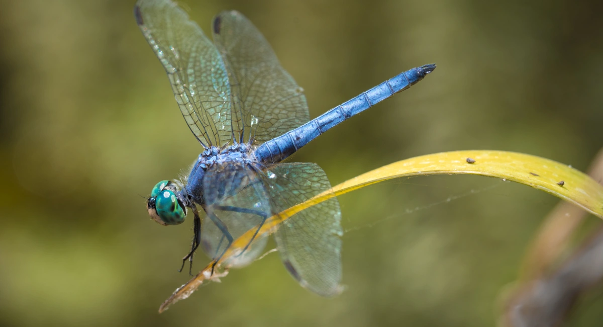 blue dragonfly landed on a leaf above water
