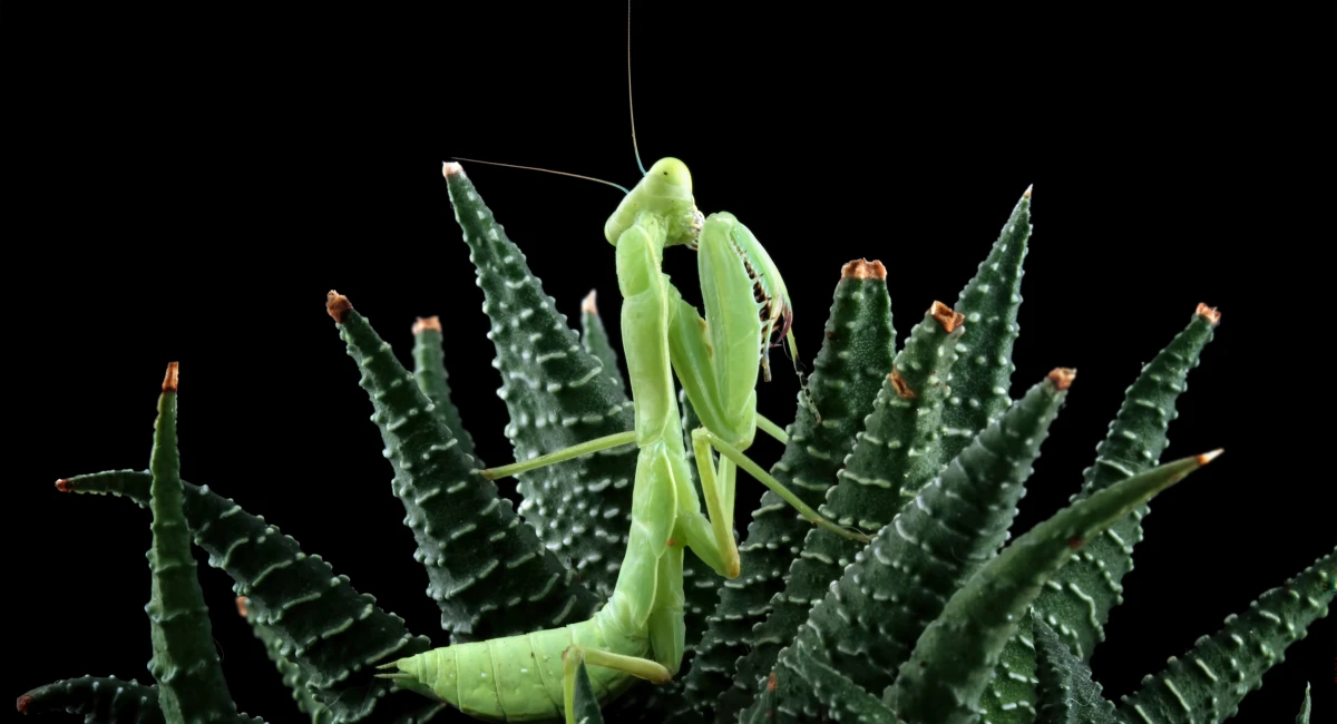 Stink Bug feeds