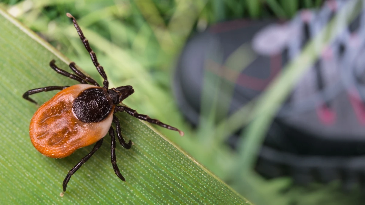 Tick on a leave