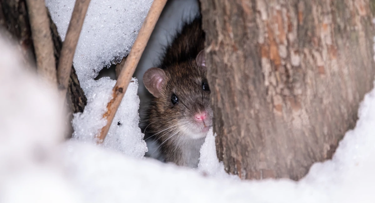 a rat looks out of its burrow.
