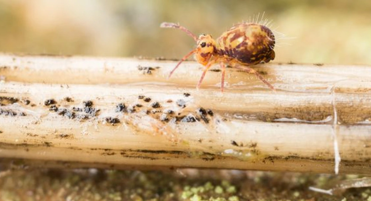 Springtail on a plant