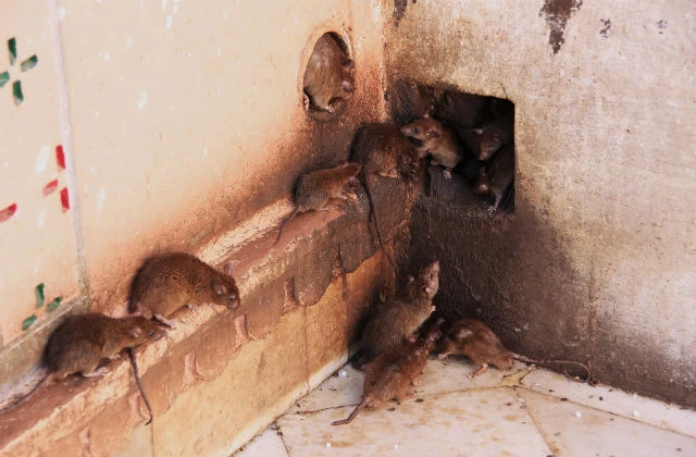 Rats and mice infestation in home near hole