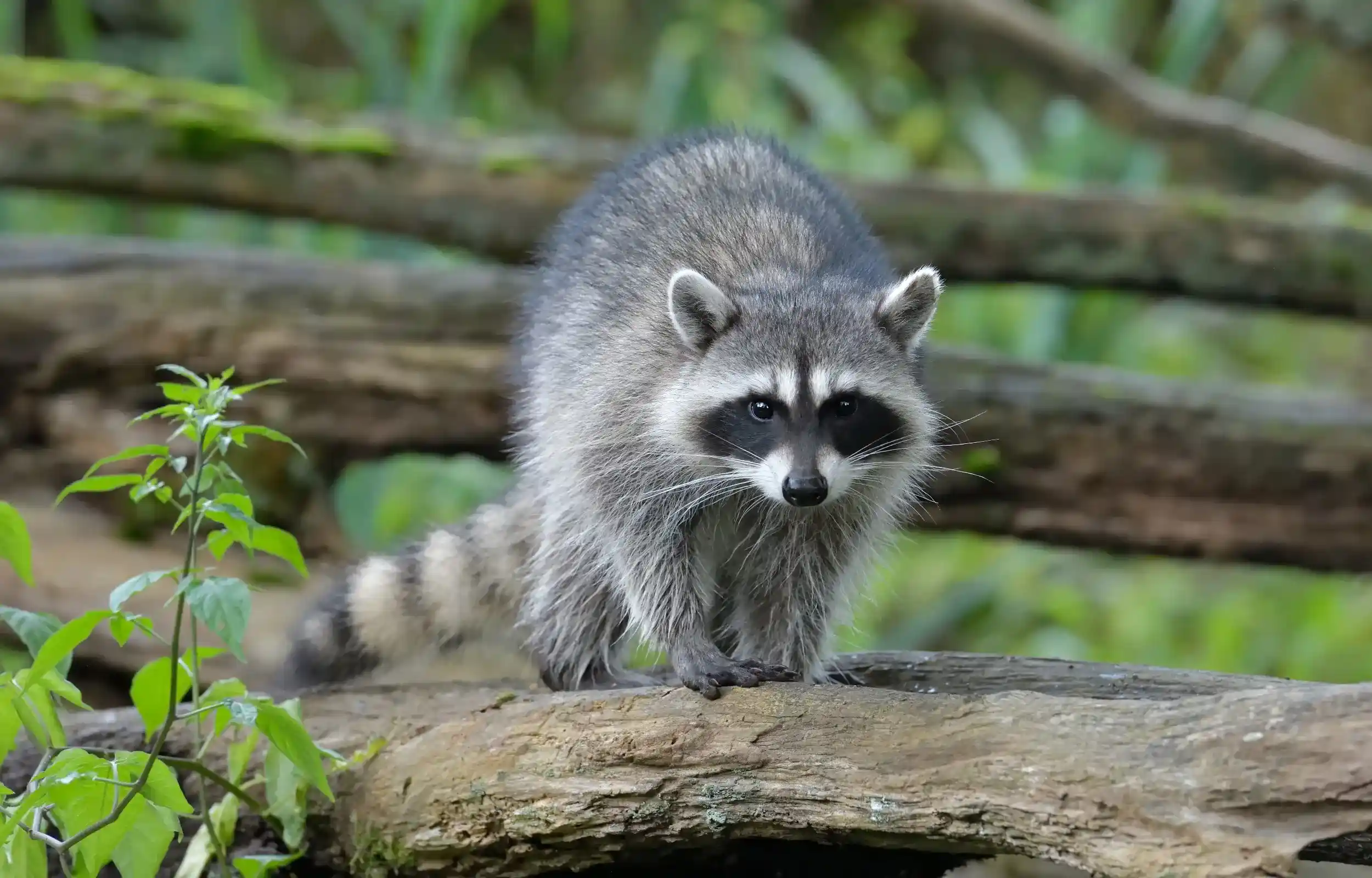 Raccoon walking on branch 