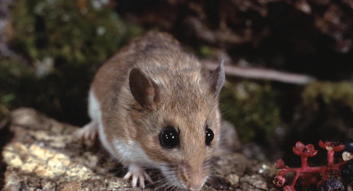 White footed mouse outside among flowers