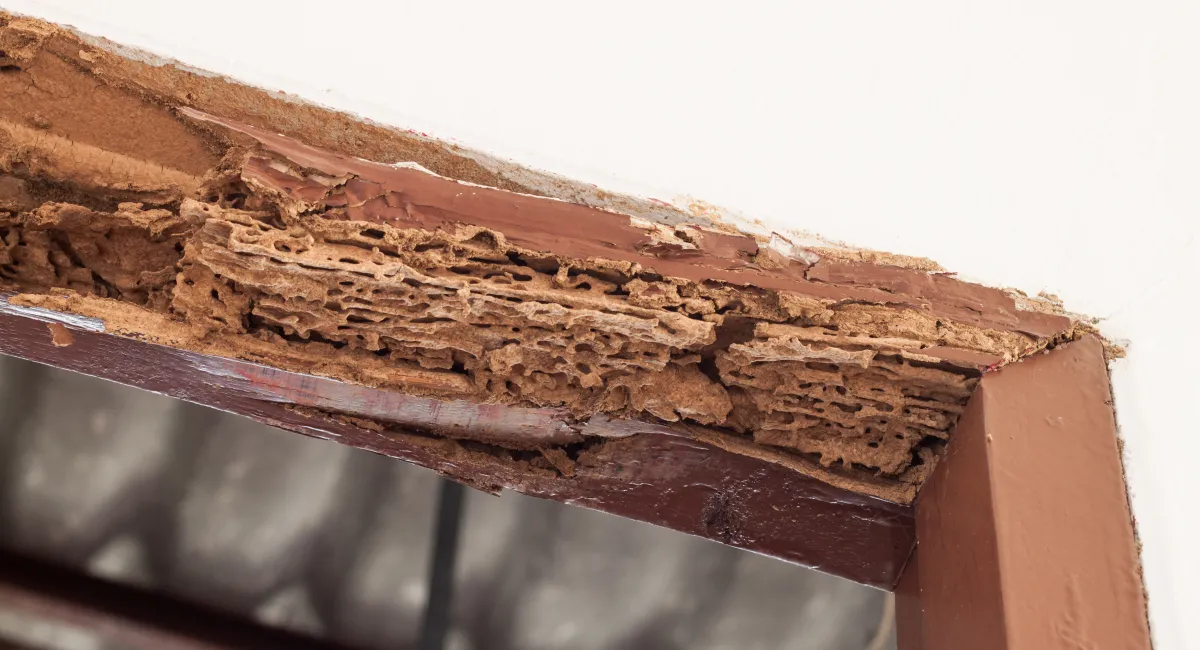 Termite wood damage