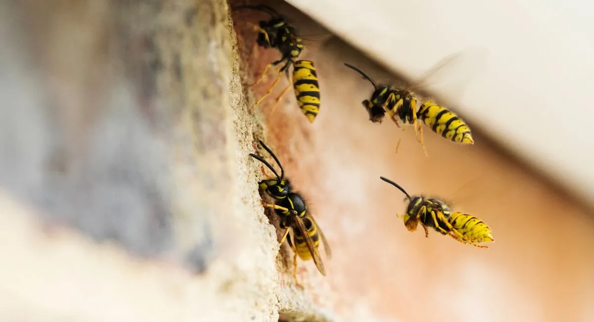 Wasp nest