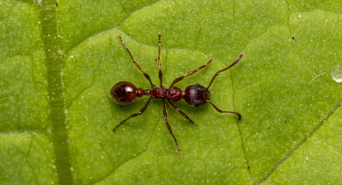 Close up of a fire ant (insect) on a leaf