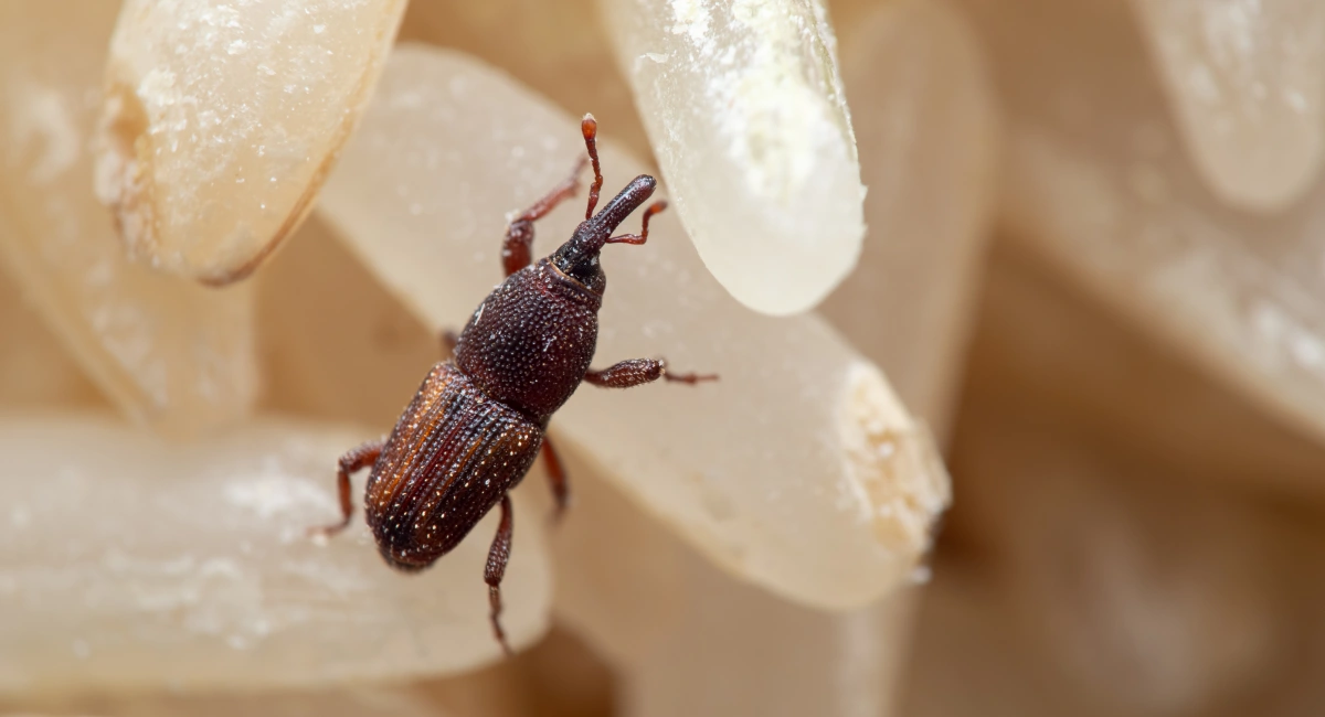Macro photo of rice weevil in rice grains