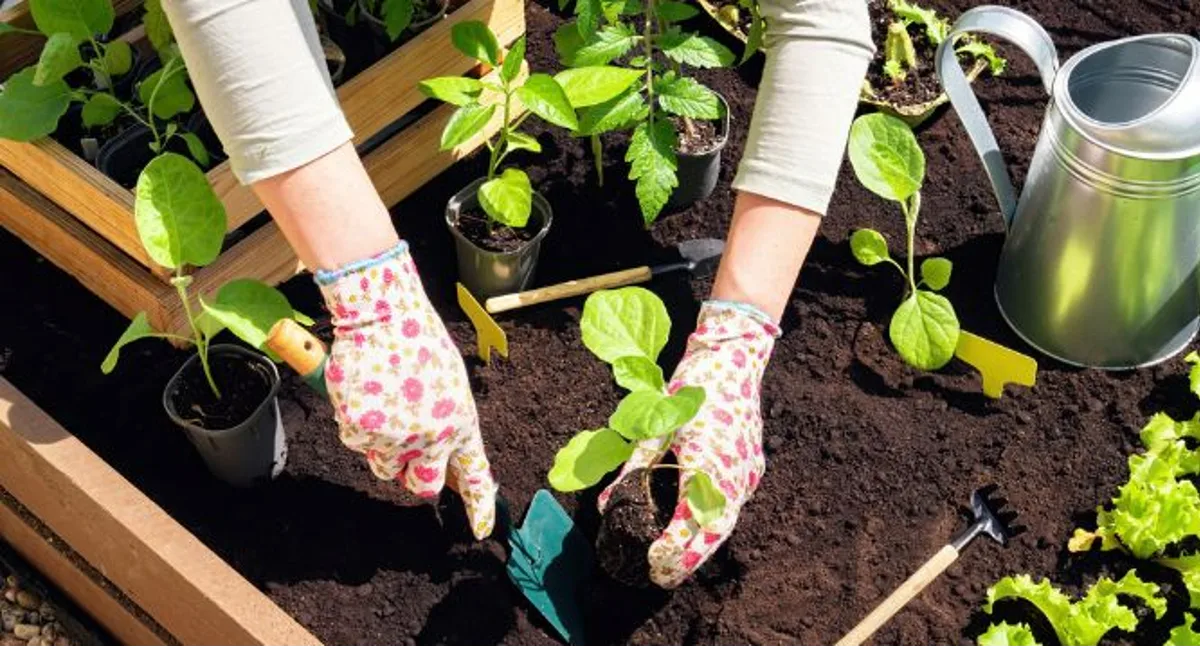 Woman gardening planting flowers