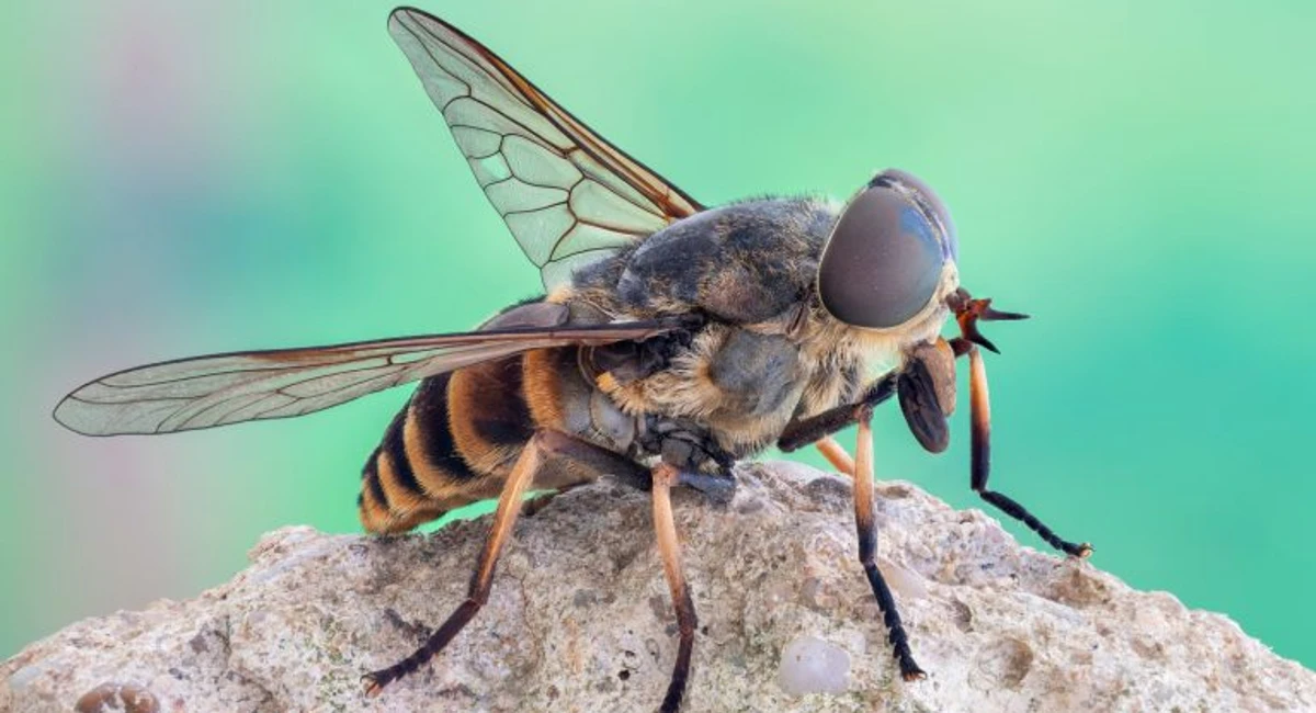 Horsefly close up standing on rock