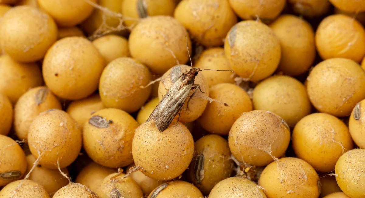 Indian meal moth adult larva on soybeans 
