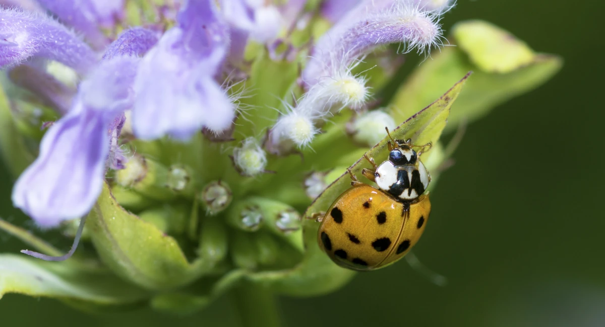 asian lady beetle underneath flower